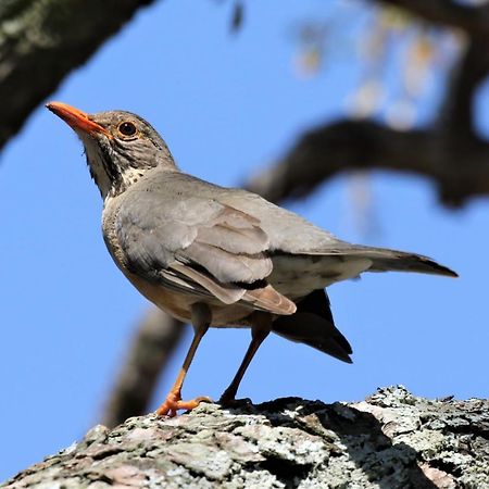 Birds Babble Self Catering 호텔 넬스프리트 외부 사진