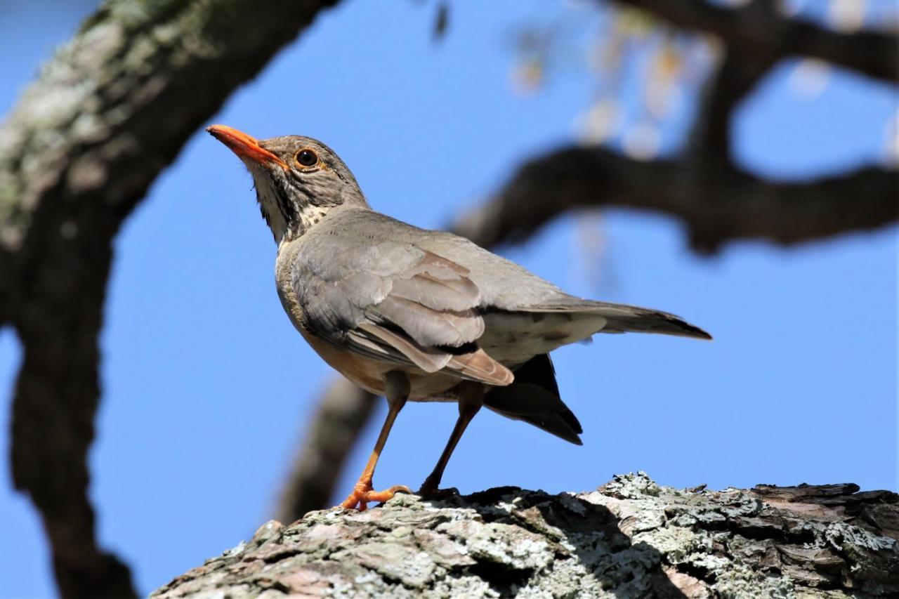 Birds Babble Self Catering 호텔 넬스프리트 외부 사진