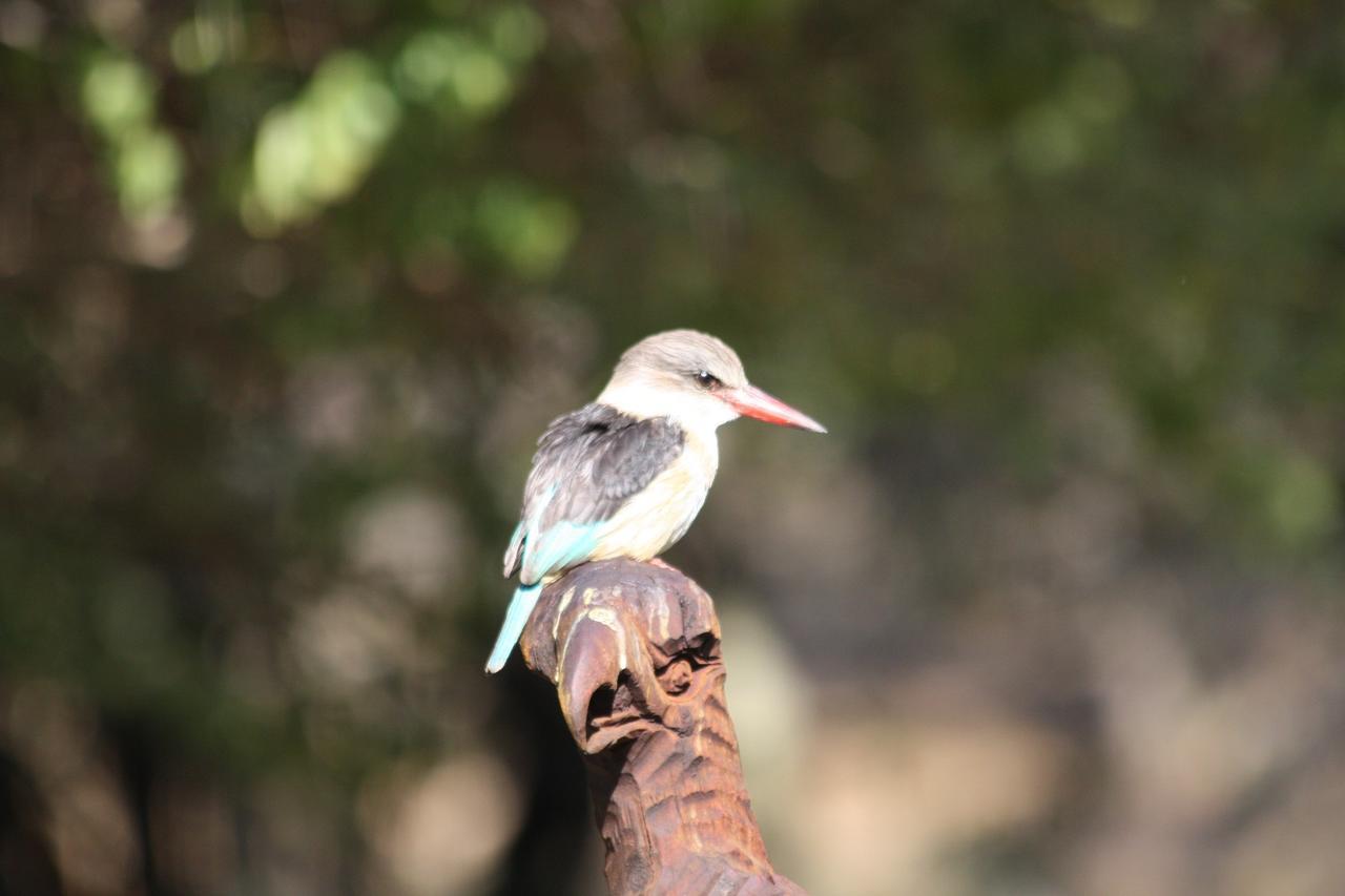 Birds Babble Self Catering 호텔 넬스프리트 외부 사진